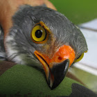 Semiplumbeous Hawk