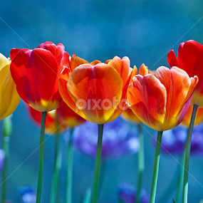 by Shalabh Sharma - Flowers Flower Gardens