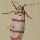 Red-striped Tiger Moth