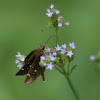 Clouded Skipper