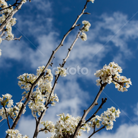 flower near heaven by Pallab Kumar Ganai - Flowers Flower Arangements