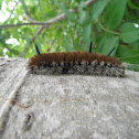 Fingered Dagger Moth caterpillar