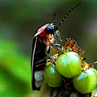 Lightning Bug (Firefly)
