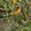 Orange Bush Monkeyflower
