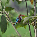 the White-breasted Kingfisher