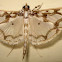 Crambid moth