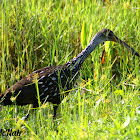 Limpkin