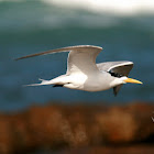 Swift Tern