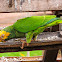 Papagaio-galego(Yellow-faced Parrot)
