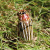 (Female)Ten-Lined June Beetle