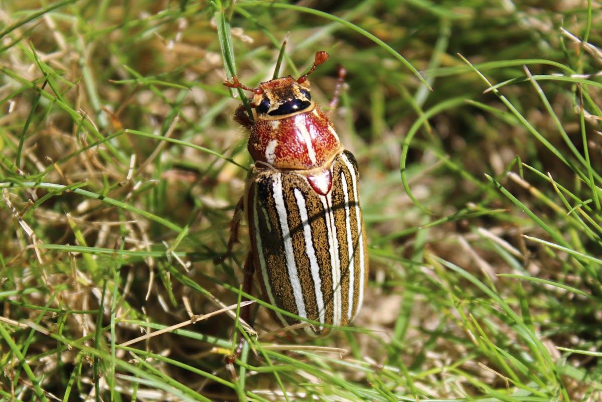 (Female)Ten-Lined June Beetle