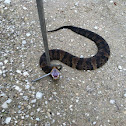 Eastern cottonmouth