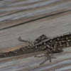 Cuban Brown Anole