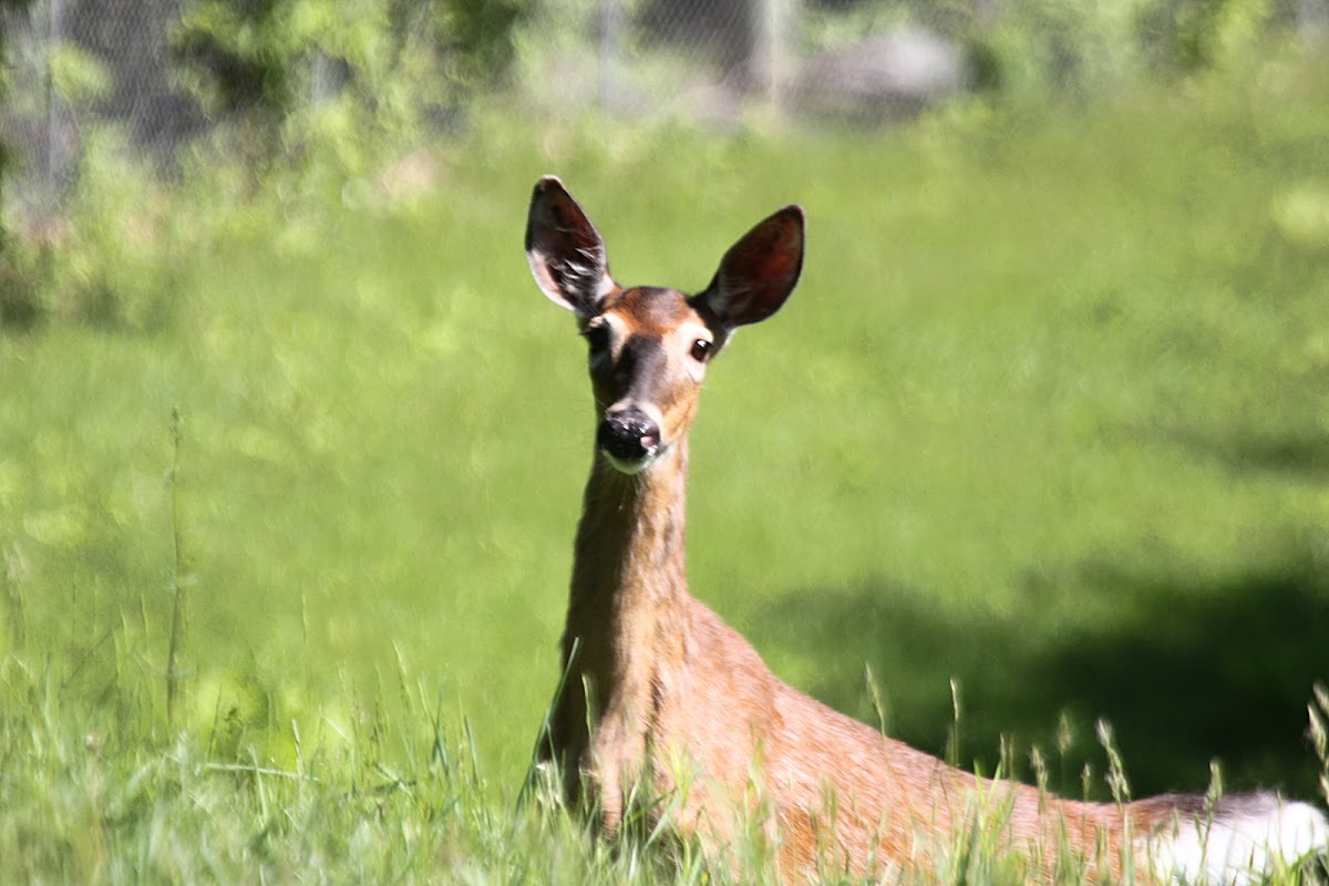 (teenage) White-tailed deer