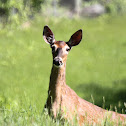 (teenage) White-tailed deer