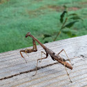 Carolina Mantis