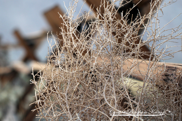 Tumbleweed