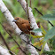 White-lined Tanager (female)