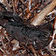 Slender brown bark scorpion
