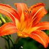 American Tiger Lily