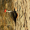 Pileated wood pecker