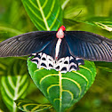 Atrophaneura semperi supernotatus