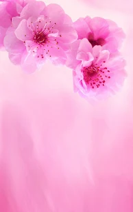 Pink Flowers Live Wallpaper(圖5)-速報App