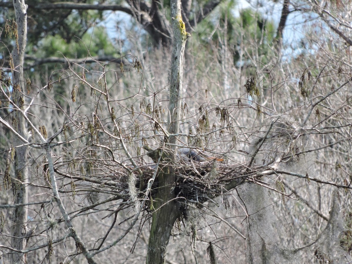 Blue heron nest