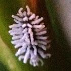 Mealybug Destroyer larva