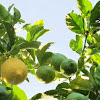 Citrus Lemon tree