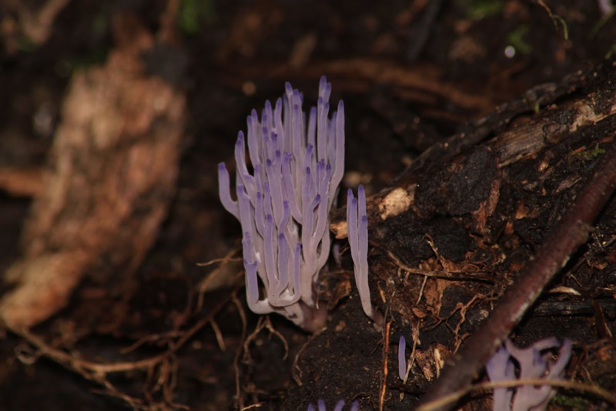 Purple Coral Fungi 