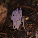 Purple Coral Fungi 