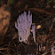 Purple Coral Fungi 