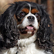 Cavalier King Charles Spaniels APK