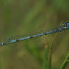 Familiar Bluet, male