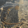 Sand lizard