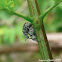 Tiny Weevils mating