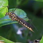 Spotted crane fly