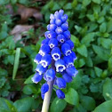 Grape hyacinth