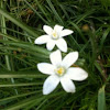 Sharp-lobed hepatica