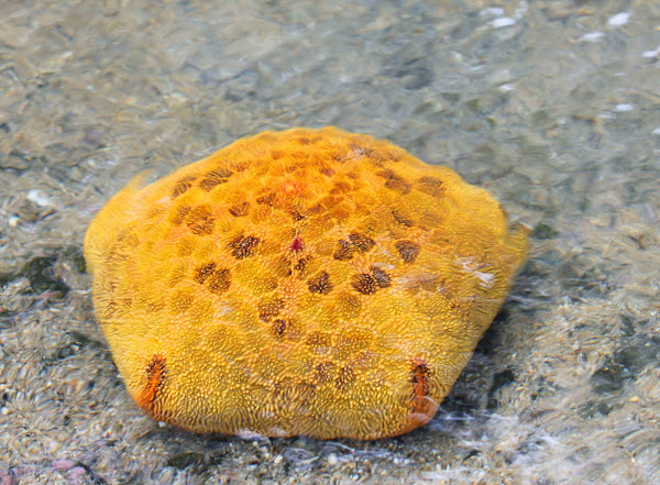 Pin Cushion Sea Star Project Noah