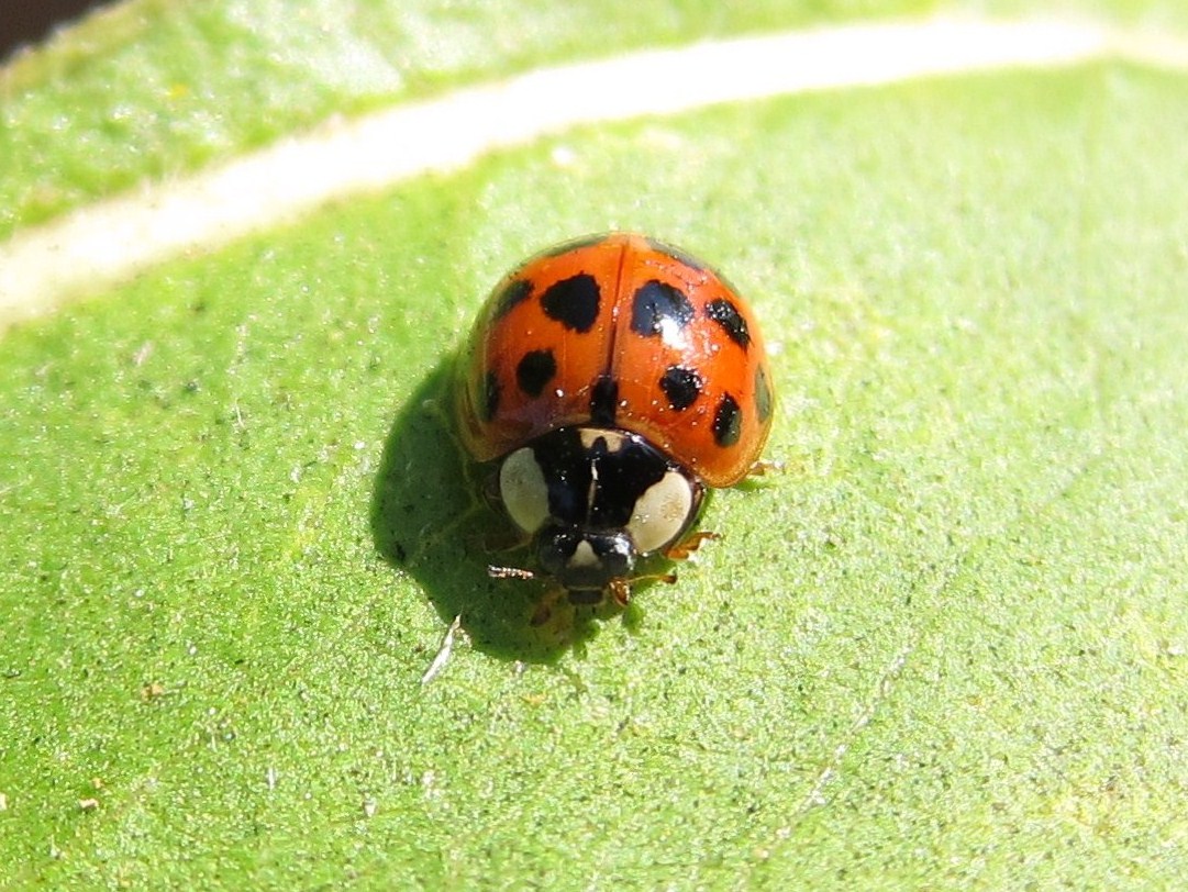 Asian Ladybug