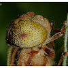 Syrphid Fly