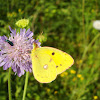 Berger's Clouded Yellow Butterfly ♂