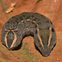 Caterpillar of Swinhoe's striated Hawkmoth
