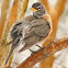 American robin