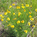Yellow Sneezeweed or Bittterweed