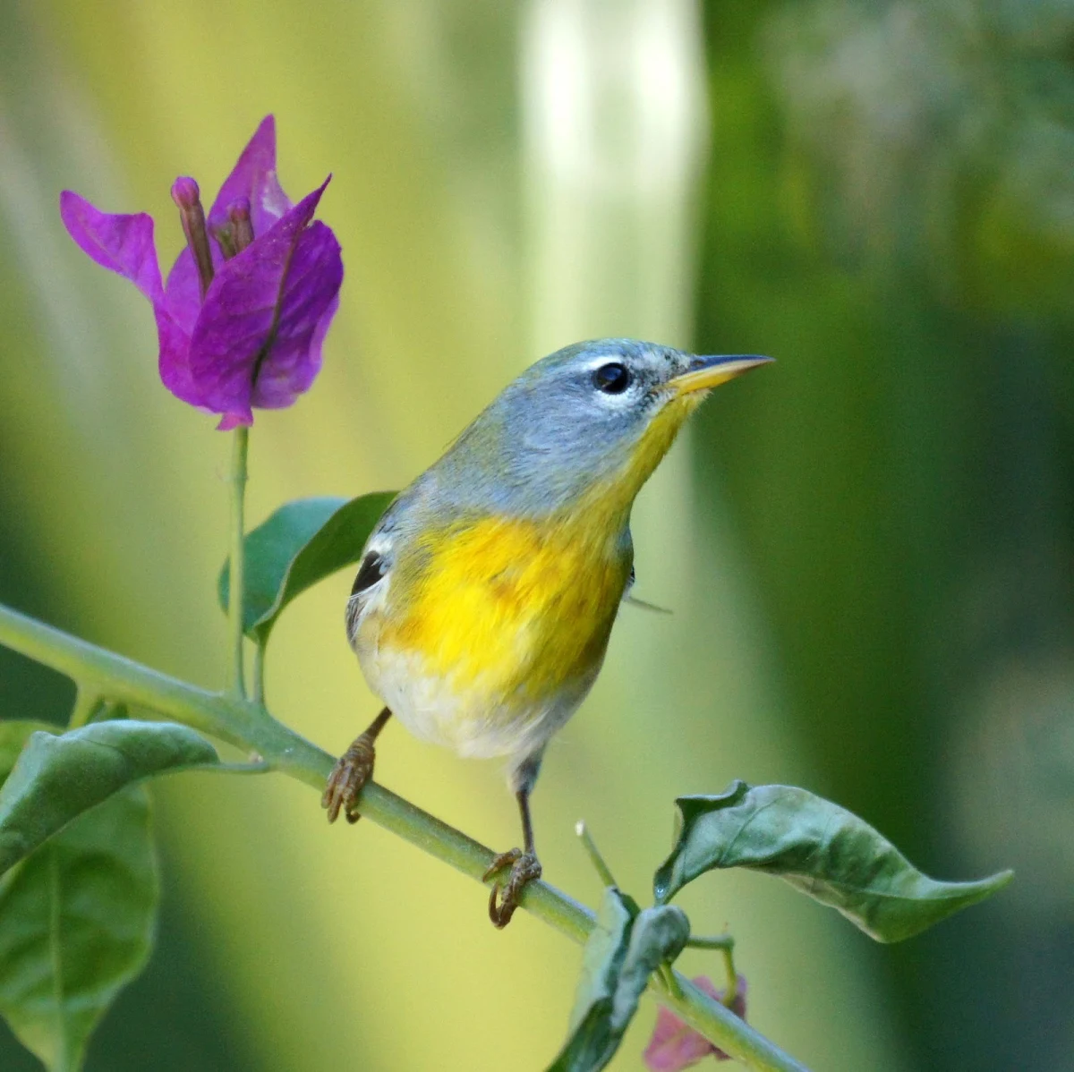 Northern-parula-bahamas - A pretty little Northern Parula near Dunmore Town, North Eleuthera, the Bahamas.