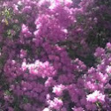 Phlox creeping