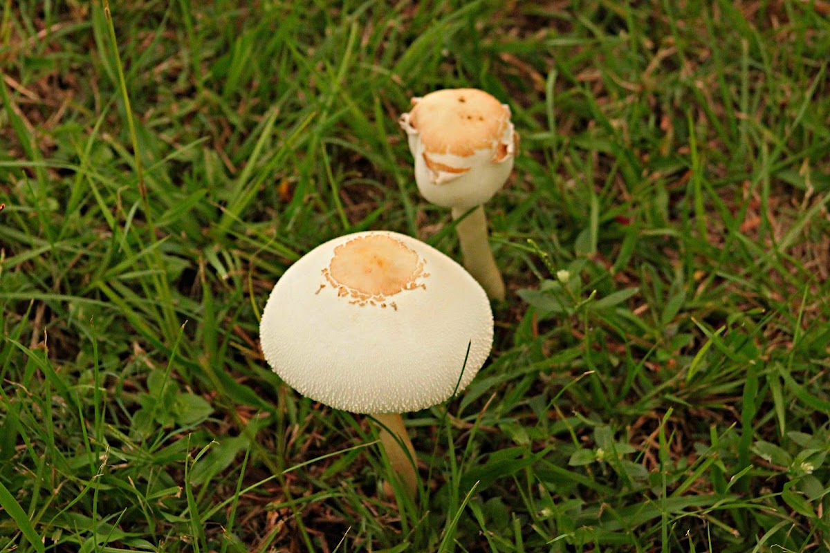 Green-spored Parasol Mushroom